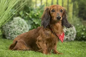 Scarf: Long Haired Dachshund Dog wearing scarf