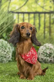 Scarf: Long Haired Dachshund Dog wearing scarf