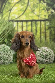 Scarf: Long Haired Dachshund Dog wearing scarf