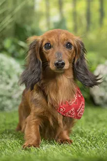 Scarf: Long Haired Dachshund Dog wearing scarf