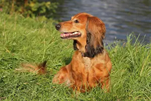 Mamm: Long-haired dachshund, male dog, 7 years, North