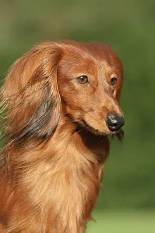 Dachshunds: Long-haired Dachshund, portrait Langhaardackel Portr