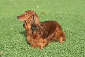 Dachshunds: Long-haired Dachshund standing on a meadow, sideways