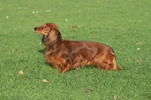 Dachshunds: Long-haired Dachshund standing on a meadow, sideways