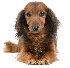 Doxies: Long-Haired Dachshund / Teckel Dog - 15 year old