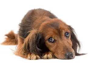 Worried: Long-Haired Dachshund / Teckel Dog - 15 year old