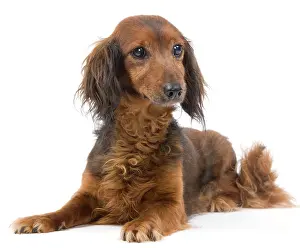 Doxie: Long-Haired Dachshund / Teckel Dog - 15 year old