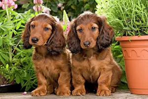 Flowerpots: Long-Haired Dachshund / Teckel Dog / Doxie / Doxies