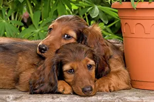 Flowerpots: Long-Haired Dachshund / Teckel Dog / Doxie / Doxies