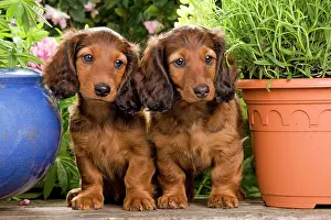 Flowerpots: Long-Haired Dachshund / Teckel Dog - by flowerpots