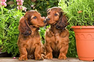 Flowerpots: Long-Haired Dachshund / Teckel Dog - by flowerpots