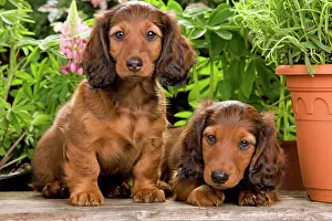 Flowerpots: Long-Haired Dachshund / Teckel Dog - puppies by flowerpots