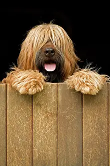 Jean-michel Labat: Long-haired dog looking over door