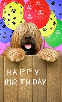 Occasion: Long-haired dog looking over door - with Happy Birthday ball
