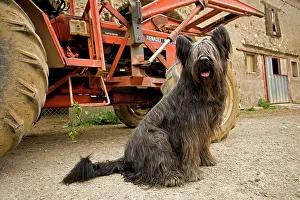 Infront: Long-haired dog - sitting infront of tractor on farm