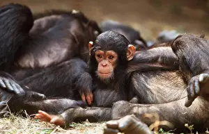 Alyssa Giustozzi: Long-haired / EASTERN Chimpanzee - Infant