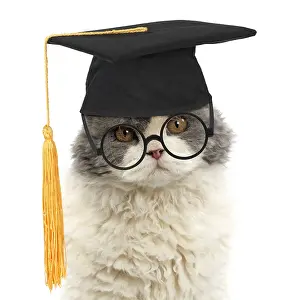 040718: Long-haired Selkirk Rex Cat, wearing glasses and
