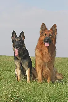 Alsatians: Long-haired Shepherd Dog, male, 3 years, and the