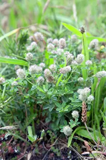 Incarnatum: Long Headed Clover - Summer
