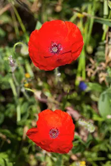 Alentejo: Long-Headed Poppy Castro Verde, Alentejo, Portugal