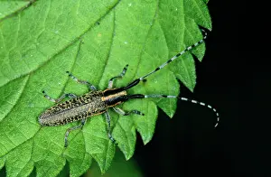 Villosoviridescens: Long-horn BEETLE