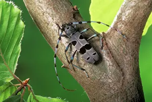 Rosalia: Long-horn Beetle