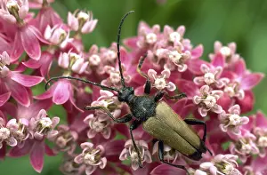 Dorsal: Long-horn Beetle