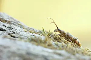 Rhagium: Long-horn Beetle