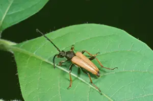 Leptura: Long-horn BEETLE - on leaf