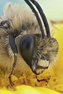 Stacking: A long horned bee covered in pollen, the males o