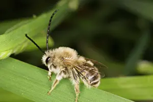 Aculeate: Long-horned Bee - male, solitary aculeate hymenoptera