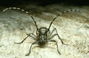 Mary Clay: Long-horned BEETLE