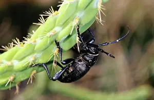 Cholla: Long-horned Cactus Beetle