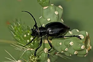 Cholla: Long-horned Cactus Beetle - feeding on cholla cactus
