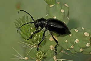 Cholla: Long-horned Cactus Beetle - feeding on cholla cactus