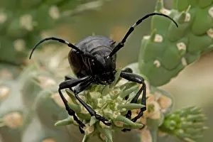 Cholla: Long-horned Cactus Beetle - feeding on cholla cactus