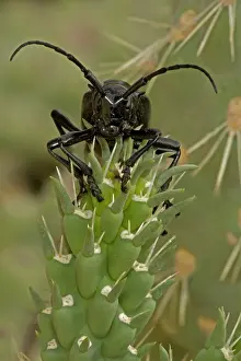 Cholla: Long-horned Cactus Beetle - feeding on cholla cactus