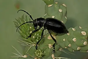 Gigas: Long-horned Cactus Beetle (Moneilema gigas) - Arizona - Feed