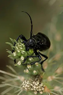 Gigas: Long-horned Cactus Beetle (Moneilema gigas) - Arizona - Feed