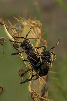 Gigas: Long-horned Cactus Beetles Mating (Moneilema gigas) - Sonora