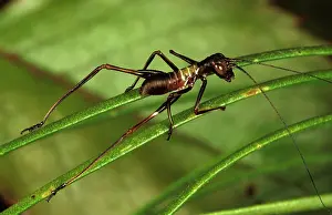 Katydids: A long-horned grasshopper or katydid (Tettigoniidae)