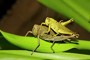 Mate: Long-horned grasshoppers (Ensifera) at mating, island