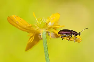 Overijssel: Long-horned leaf beetle (Donacia sp) on Meadow