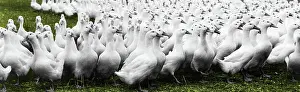 Enhance: Long Island Ducks