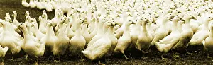 Enhance: Long Island Ducks