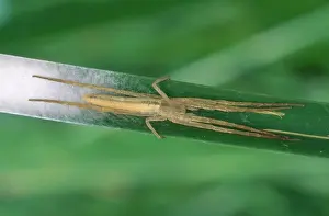 Orbweaver: Long-jawed Orb Weaver