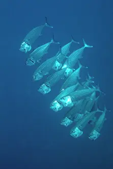 Mackerels: Long-jawed / Striped / Indian MACKEREL - feeding on Plankton