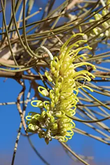 Hakea: Long-leaf Corkwood - intersting shaped, bright