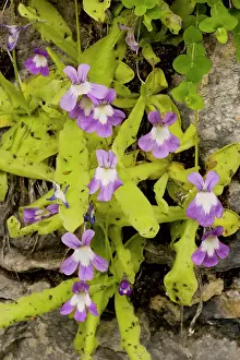 Butterwort: Long-leaved Butterwort on rock ledge