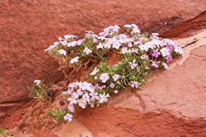 Longifolia: Long-leaved Phlox